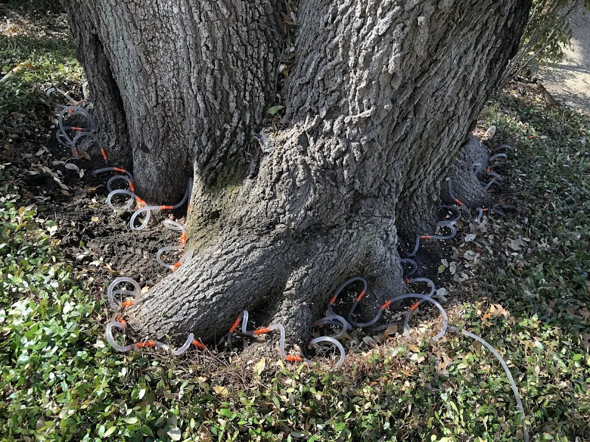 Detailed Tree Cabling and Bracing job site in Fort Jennings