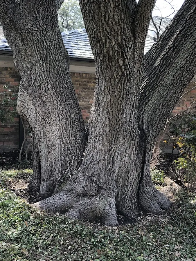 Mature heritage tree close to a Fort Jennings property cared for by certified arborists